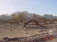 Dsc02004.jpg (63898 bytes)